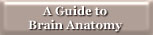 A Guide to Brain Anatomy